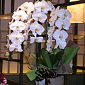 洋蘭・花鉢